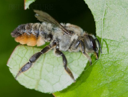 Včela čalounice---Megachile centuncularis